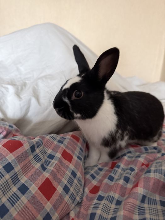 Декоротивный кролик Срочно продаю