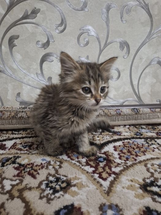 Сибирский котёнок