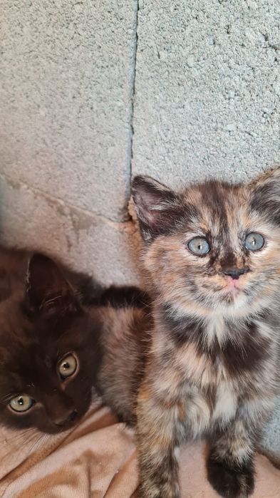 Ищем дом чудесным котятам