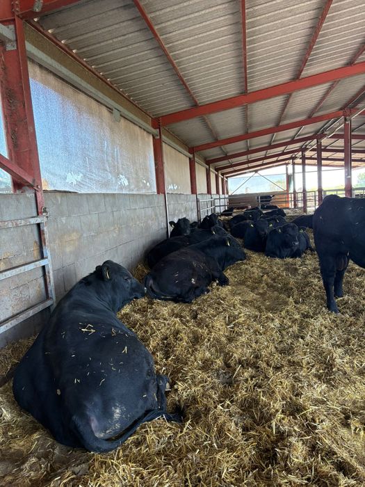Tauri Aberdeen Angus