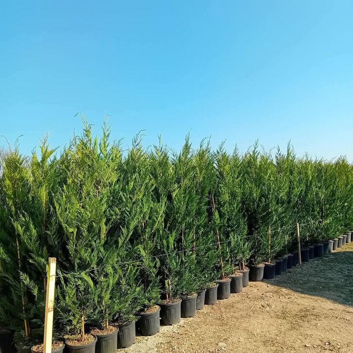 Pepinieră vând chiparos leylandii