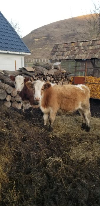 Vand vitele intarcate