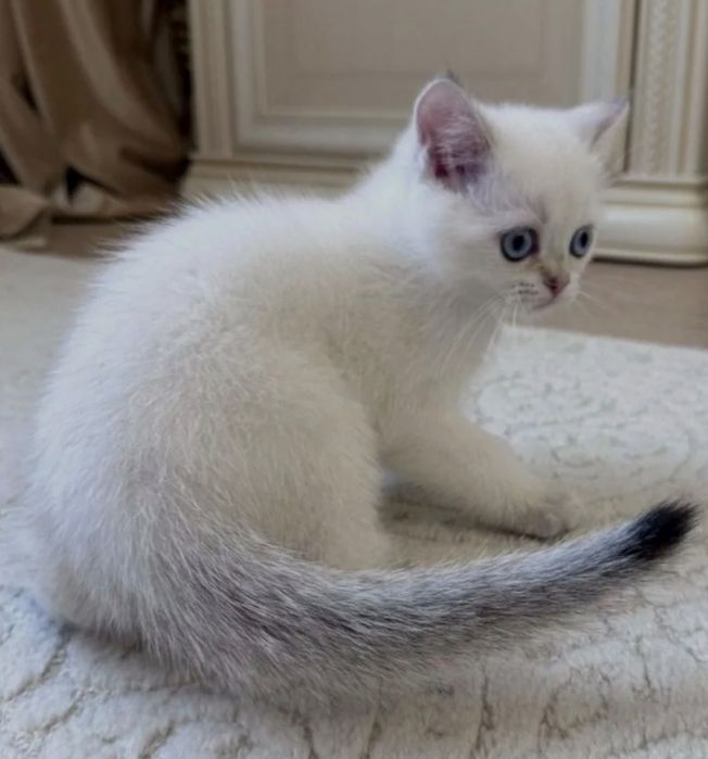 Шотландский малыш шиншилла поинт