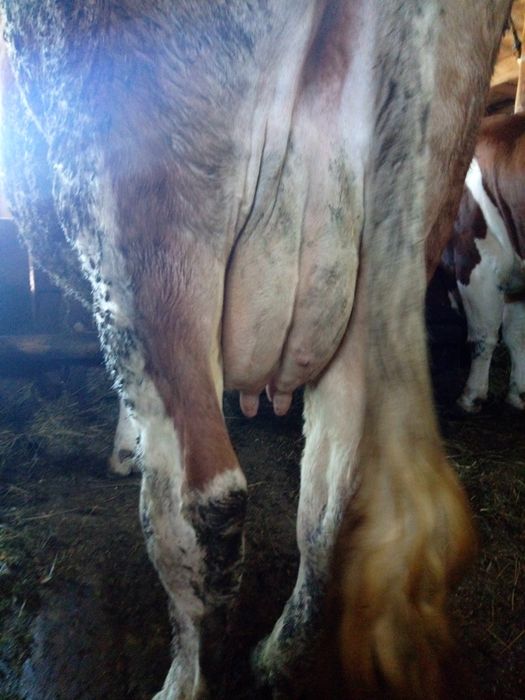 Vănd vacă bălță românească