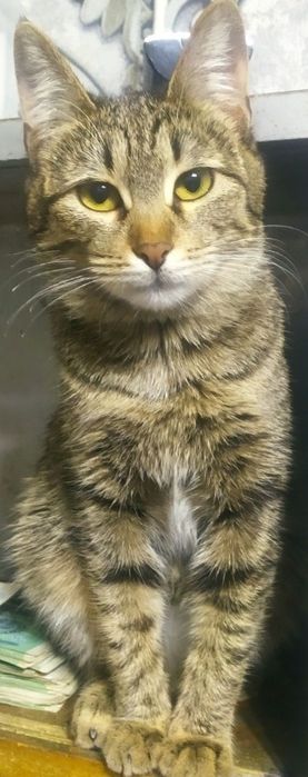 Бесплатно коты, кошки, , собачки подростки..