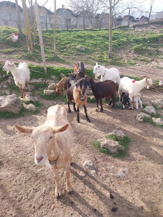 Млади млечни кози