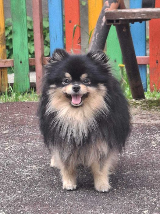 Померани пухови сладури