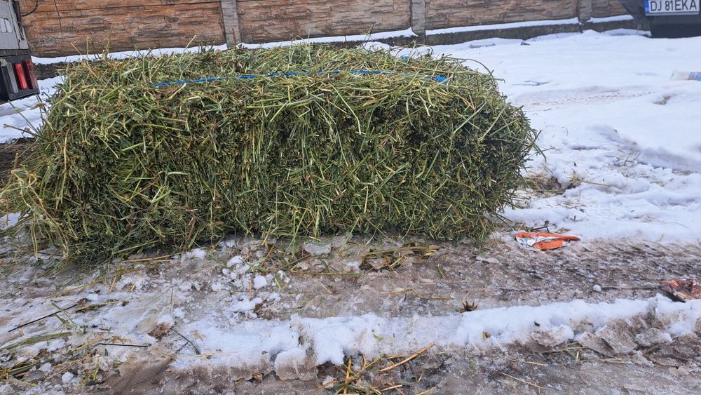 Vând baloți de lucernă