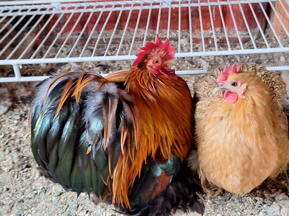 Cochinchina pitic ouă de incubat