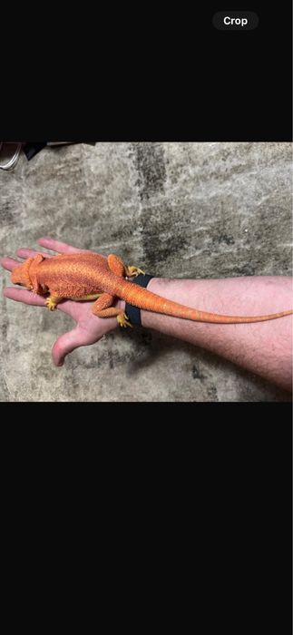 Agame cu barba de vanzare