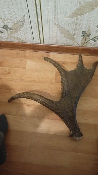 Продаются рога оленя