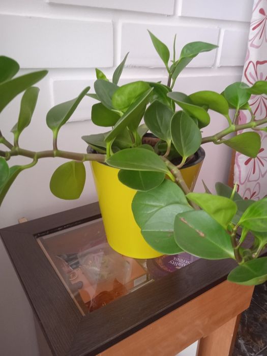 Продаётся комнатный, офисный цветок