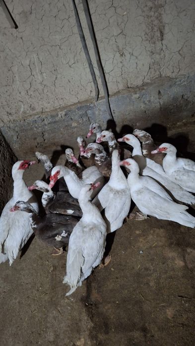 Katta Indautkalar sotiladi