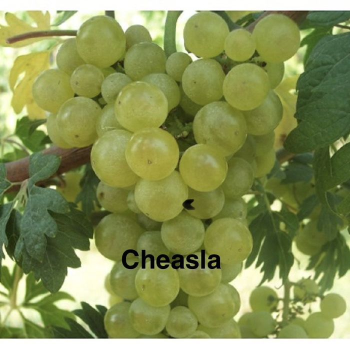 Butasi vita de vie anul 2 si 3