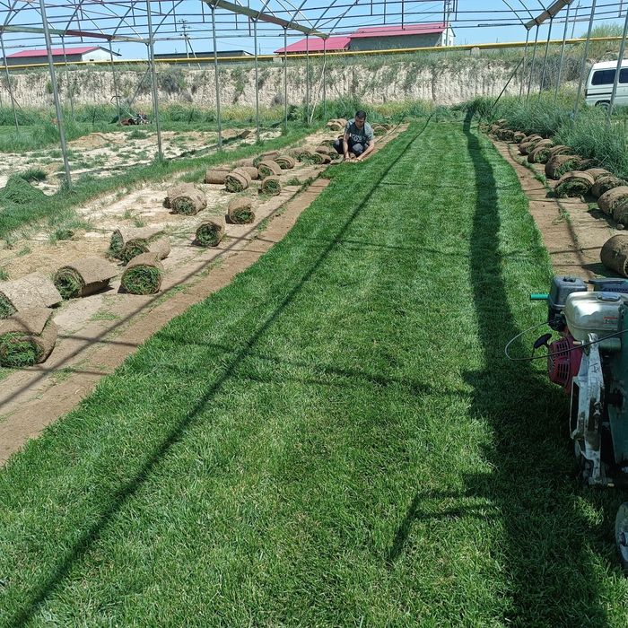 Tayyor rulonli Gazon bor 35000 sum kvadrati