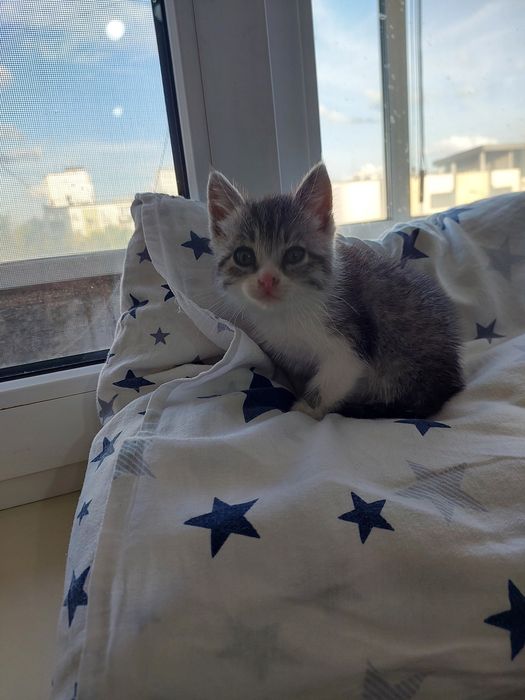 Котёнок девочка 1,5 месяца