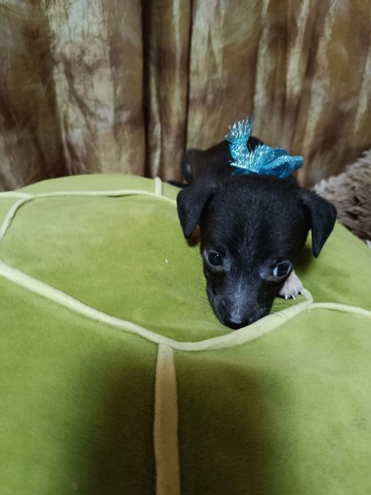 Отдаю щеняток в добрые руки