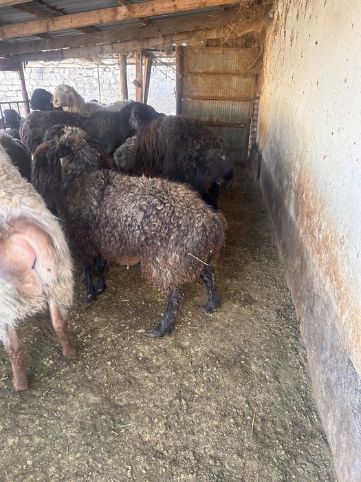 Продаются кучкары