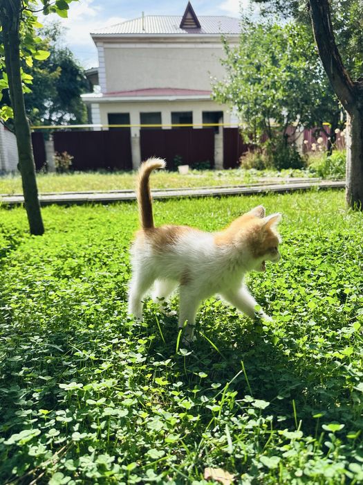 Котенок(мальчик)