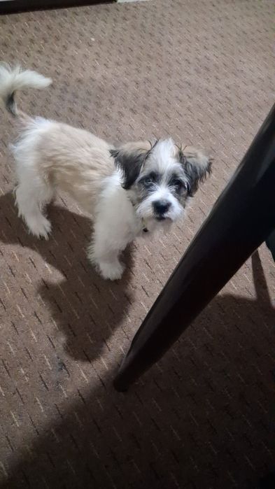 Donez cățeluș iubitor si jucăuș!