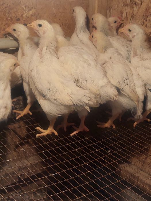 Адлер цыплята балапан