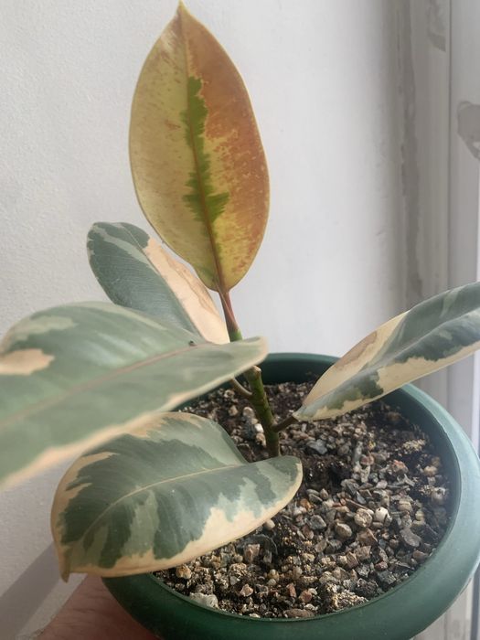 Продам комнатные цветы