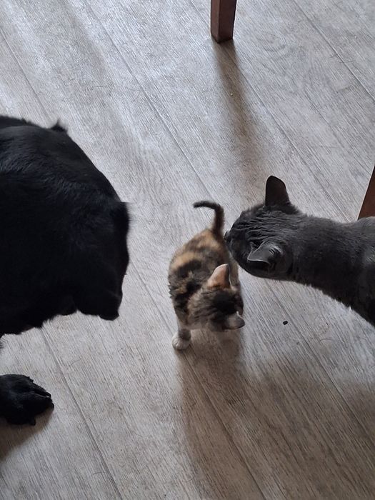 Котёнок  1 мес. Срочно