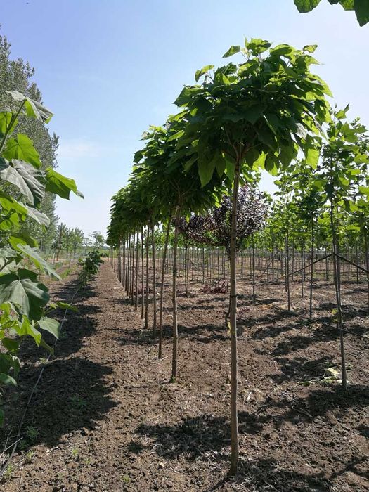 Pomi ornamentali  catalpa  nana