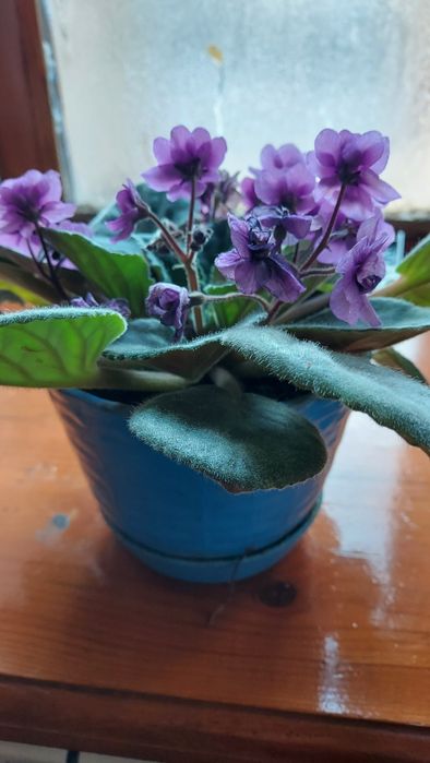 Комнатные  цветы