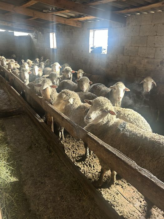 Семіз қой сатылады