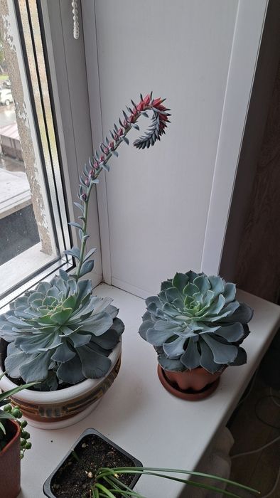 Продам эхеверию каменная роза