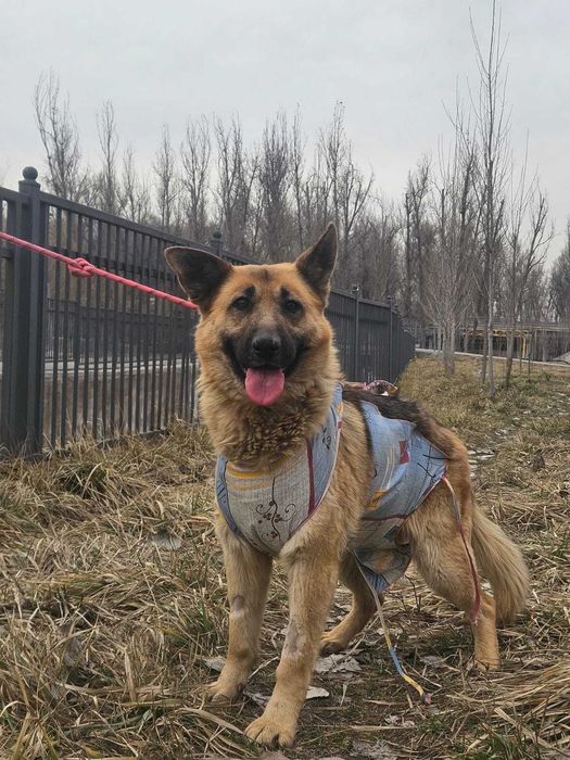 Срочно ищет дом немецкая овчарка!!!