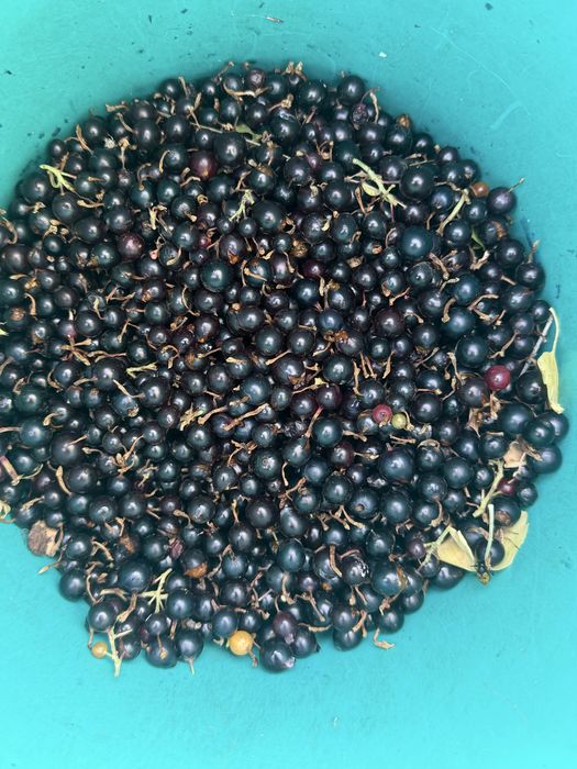 Продам дикая смородина