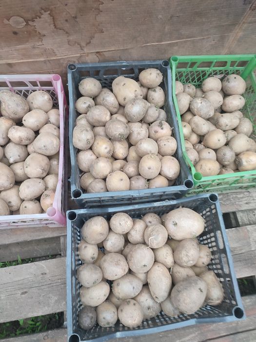 Продам семенная картошка гала.