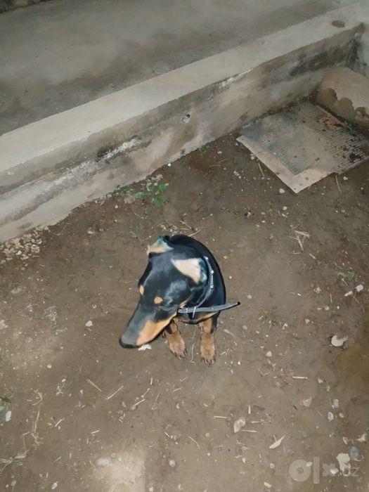 Doberman qizbola