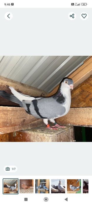 Vând porumbei voiajori 90 lei perechea am doua perechi și două perechi jucători gălățeni+cadou doi pui voiajori.