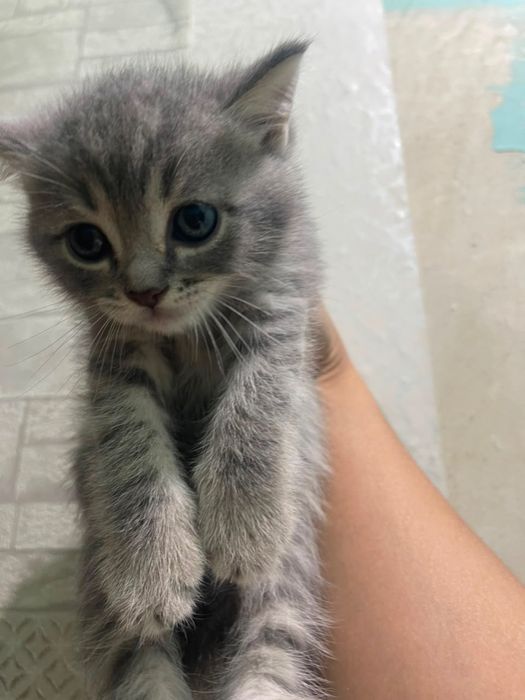 Продам котенка , битанец