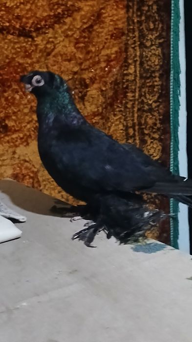 Жучка голубка  смаленая