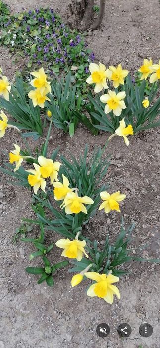 Рассада цветов для двора