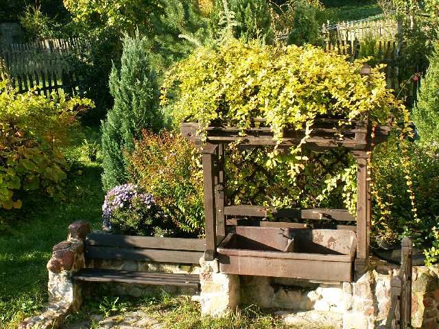 Mana Maicii Domnului Lonicera Luleaua Turcului salcam Japonez Wisteria