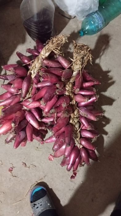 Ceapa roșie de Buzău