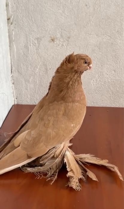 Продается голуби