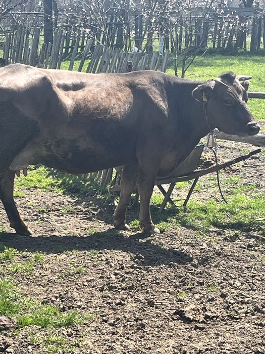 Vand Vaca De Prasila