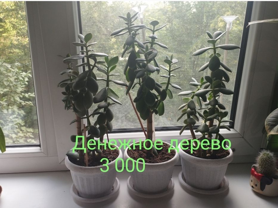 Комнатные цветы , аглаонема ,фикус, женское счастье,денежное дерево ку