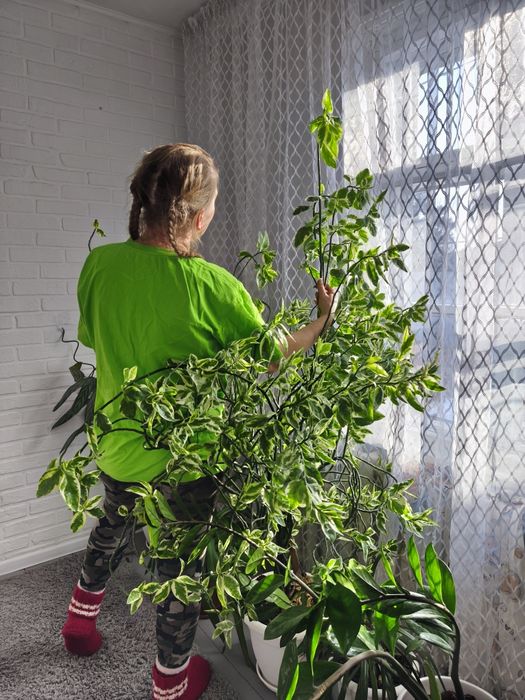 Продам цветы для дома