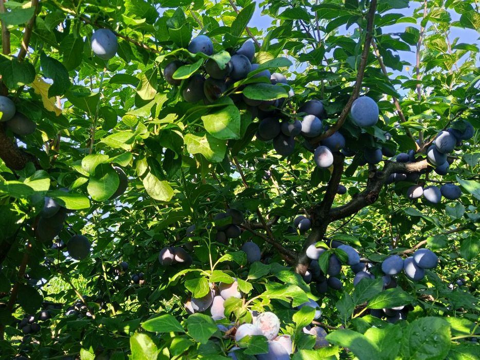 Prune centenar de consum