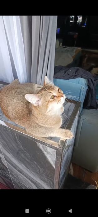 Продается котенок шиншилла