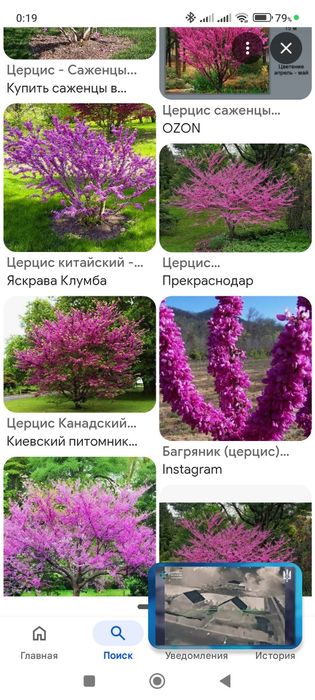 Церцис -.. церцис
