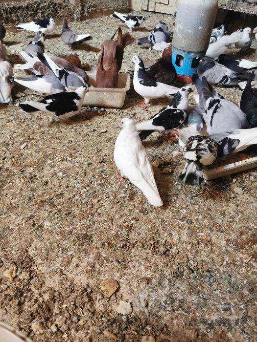 Porumbei Galateni jucatori