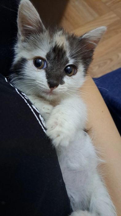 Отдам котёнка девочку в хорошие руки